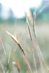 Fototapeta premium Flower grass in the wide field with sunlight