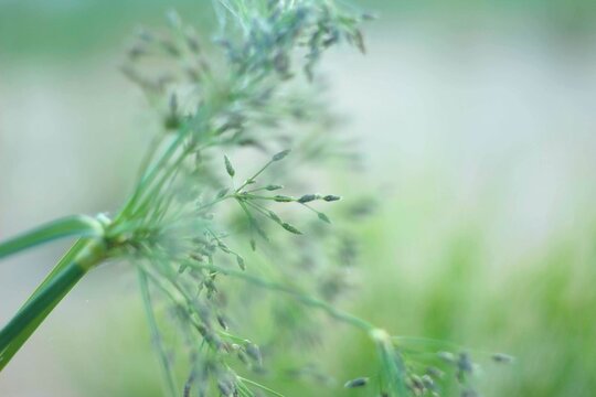 Hierochloe odorata close-up, field grass