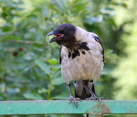 A crow with an open beak sits on a green railing