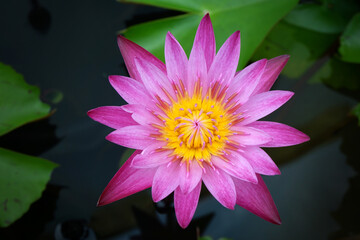 Water Lily in Nature background.