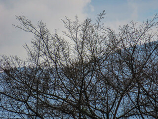 A tree with few leaves in the morning