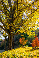 半分の葉が落葉したイチョウ
