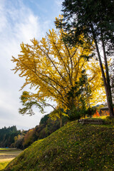 小高い丘の上の黄葉イチョウ