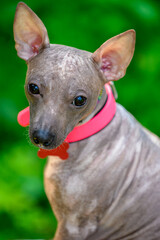 American Hairless Terrier dog with bright pink collar close-up portrait on natural green background 
 