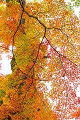 日本の秋、秋の美しい紅葉