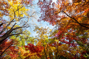 秋、色とりどりの紅葉と青空