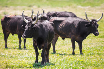 Close up of a herd of black Camargue bulls, standing and grazing on a pasture