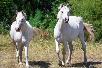 Close up of two white Camargue horses trotting, against a background made of green bushes