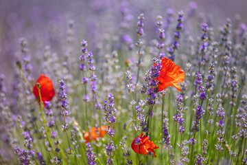 Close up of a few red poppies growing in the middle of a lavender field