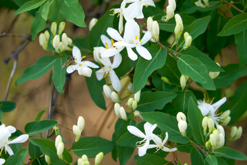 white decorative flowers of honeysuckle close-up