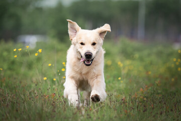 Naklejka na ściany i meble Crazy and happy golden retriever dog is running in the field in summer