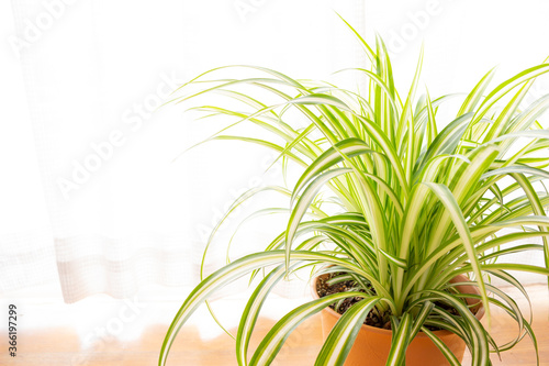 明るい綺麗な観葉植物 オリヅルラン 白背景 Wall Mural 建太 阿部