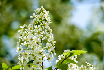 White flowering bunches of bird cherry with bright green leaves around.