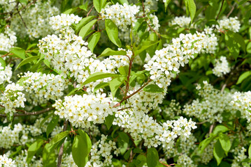 Branch of flowering bird cherry in white flowers