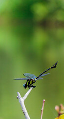 dragonfly on a branch
