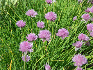 wildflowers after rain in summer