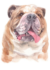 Water colour painting of Bulldog