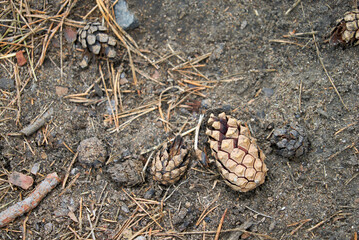 pine cone close-up image