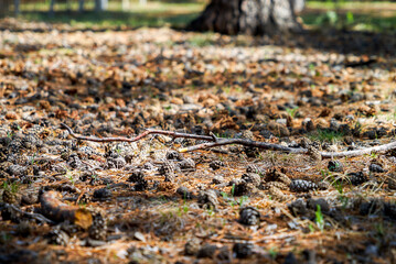 pine cone in the forest