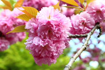 Beautiful Pink Japanese Cherry blossoms at Kyoto, Japan