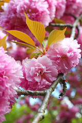 Beautiful Pink Japanese Cherry blossoms at Kyoto, Japan