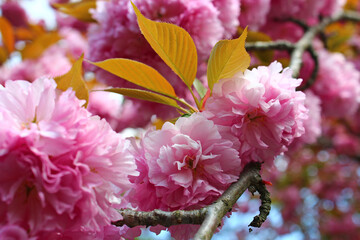 Beautiful Pink Japanese Cherry blossoms at Kyoto, Japan