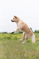 Golden Retriever retriever jumping in the field in summer