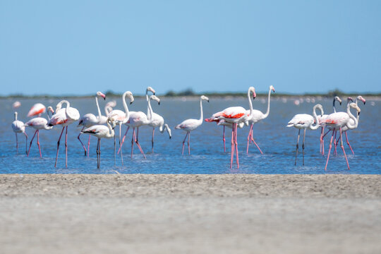 Close up of a flock of pink flamingos standing in shallow water off a sandy beach, against a blue summer sky