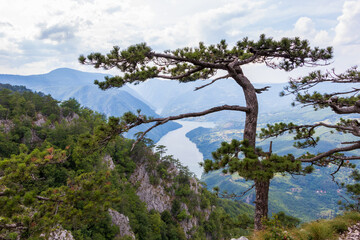 View from the top of the mountain Tara, National park in Serbia