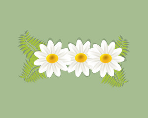 White daisy flowers chamomile greetings card holidays beautiful garden vector image banner template graphic design business card logo background 