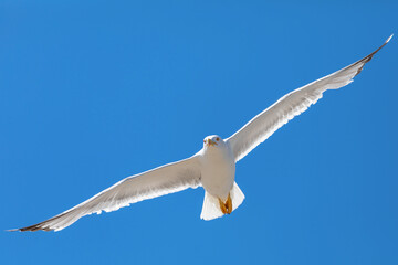 Fototapeta na wymiar Close up of a seagull gliding with its wings spread, against a solid blue summer sky