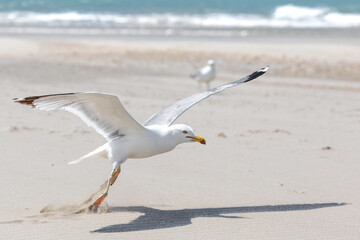 Close up of a seagull taking off from a sandy beach
