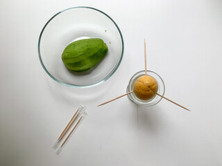 The process of growing avocado in a pot at home. Preparing for landing.