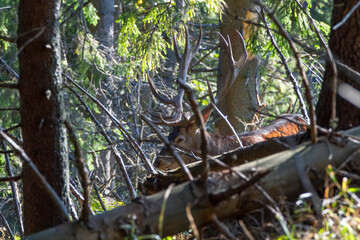 Roaring red deer stag with big antlers standing in dark forest.