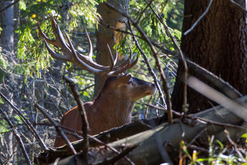Roaring red deer stag with big antlers standing in dark forest.