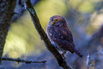 Pygmy owl. Eurasian pygmy owl. Glaucidium passerinum