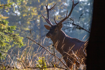 Deer stag in backlight on edge of forest.
