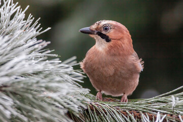European Jay (Garrulus glandarius) sitting on frozen pine branch