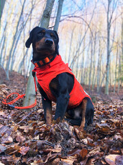 Hunting dog breed slovak kopov hound in the beech forest. Dog used for hunting wild boar