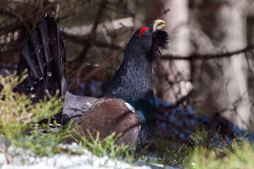 Tetrao urogallus in wild nature in spruce snowy forest, western capercaillie rare bird male . Sunny singing of a big black bird. Capercaillie protected by law extremely rare species