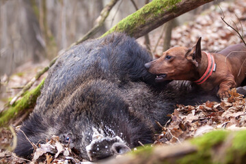 The little dachshund finished the captain's boar