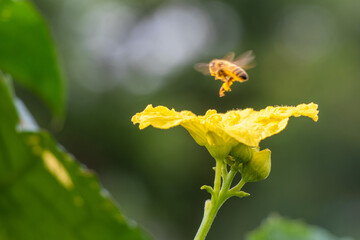 Honey bee flying on top of yellow flower over blur background