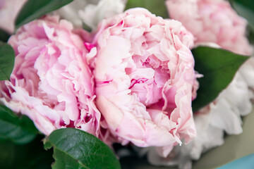 Close-up of pale pink white peonies, careless flower leaves