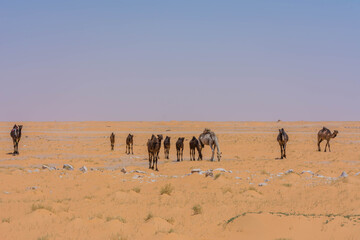 Camels eating grass in desert