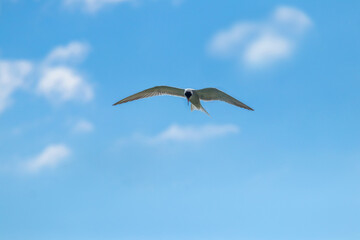 Fototapeta premium White seagull in the blue sky with white clouds