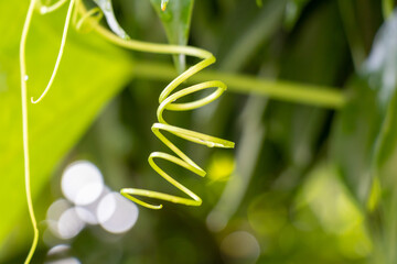 Beautiful spiral plant vine over green blurry background