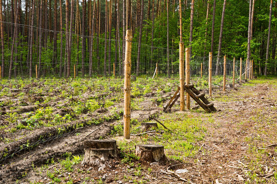 Field of young forest seedlings fenced grid