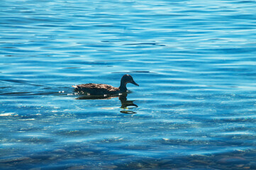 Duck