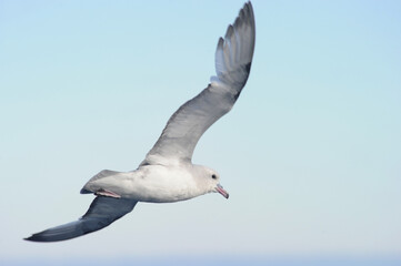 Antarctic Fulmar - Southern Fulmar (Thalassoica antarctica) in South Atlantic Ocean, Southern Ocean, Antarctica
