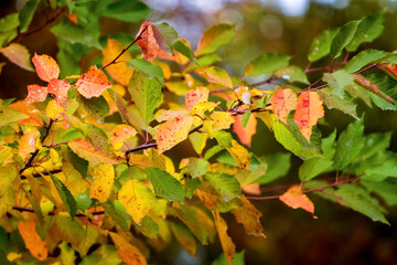 Colorful autumn leaves on a tree branch